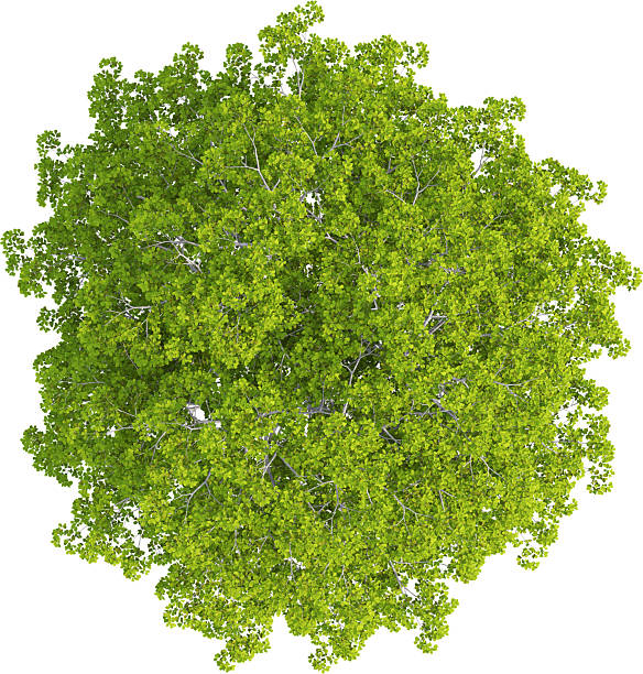 istock Top view of Alnus Glutinosa Tree - Alder Tree 2217316718