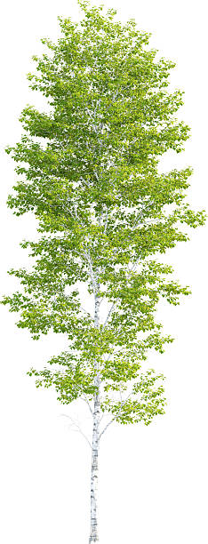 istock Side view of Betula Pendula Tree - Birch Tree 2217317572