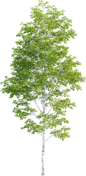 istock Side view of Betula Pendula Tree - Birch Tree 2217317670