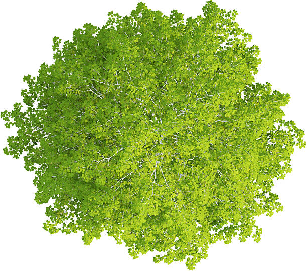 istock Top view of Betula Pendula Tree - Brich Tree 2217317852