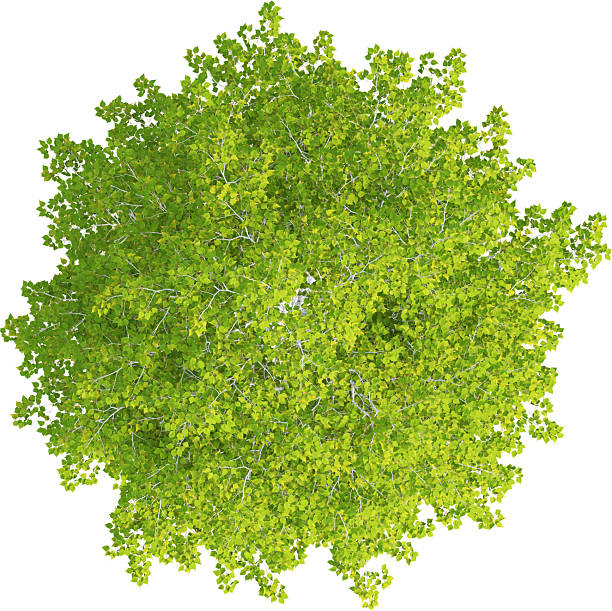 istock Top view of Betula Pendula Tree - Brich Tree 2217317865