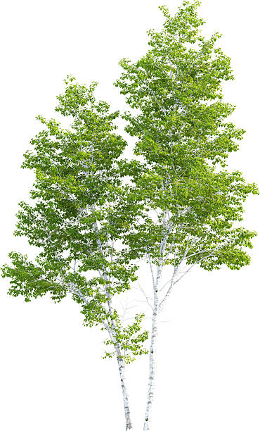 istock Side view of Betula Pendula Tree - Birch Tree 2217317887