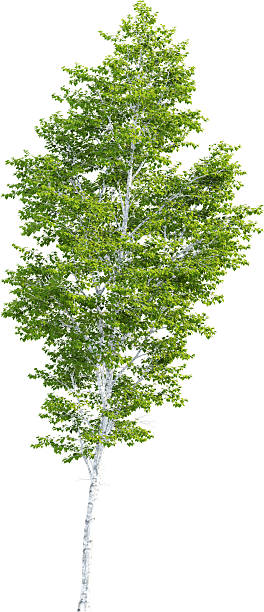 istock Side view of Betula Pendula Tree - Birch Tree 2217317929