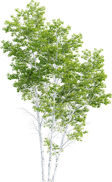 istock Side view of Betula Pendula Tree - Birch Tree 2217317936