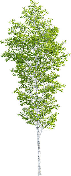 istock Side view of Betula Pendula Tree - Birch Tree 2217317943