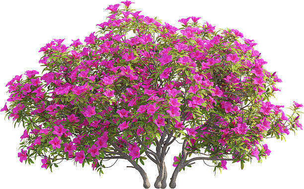 istock Side view of Rhododendron Pulchrum tree 2217318434