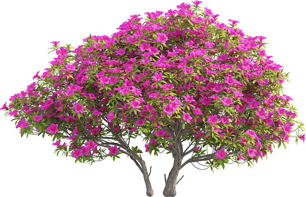 istock Side view of Rhododendron Pulchrum tree 2217318455