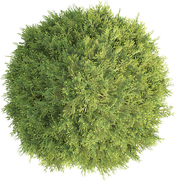 istock Top view of Thuja Tree 2217318757