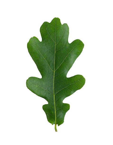 istock Perfectly retouched single green oak leaf isolated on white 2217318978