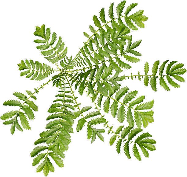 istock Top view of Silverweed plant 2217319307