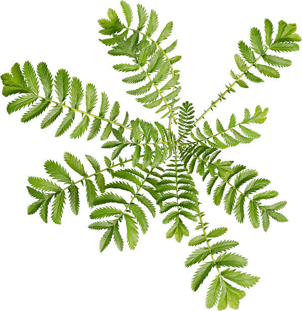 istock Top view of Silverweed plant 2217319438