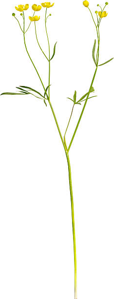 istock Side view of Buttercup plant - Ranunculus acris 2217320614