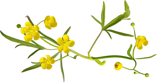 istock Top view of Buttercup plant - Ranunculus acris 2217320615