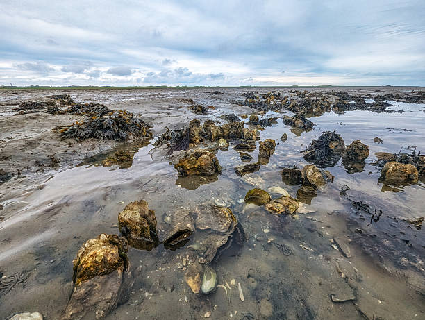 Oyster Shell and Mussels during low tide on the famous mud flats at Schiermonnikoog, The Netherlands