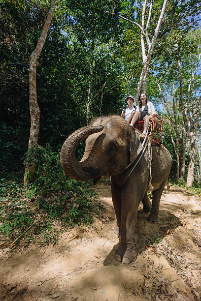 istock Two people are riding an elephant on a trail surrounded by dense greenery. setting is vibrant with trees, indicating an adventurous outing in nature during the day 2217321279