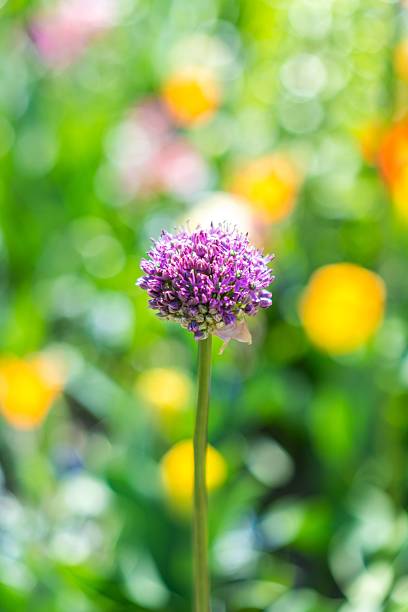 Close-up of a purple allium flower against a vibrant bokeh background in a garden setting.