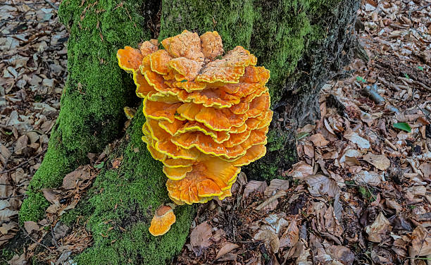 istock Huge parasitic mushroom Laetiporus on a tree 2217323129