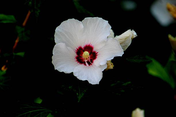 botany Higher classification: Hibisceae Class: Magnoliopsida Division: MagnoliophytaFamily: Malvaceae hibiscus flower plant - Hibiscus