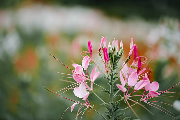 Spider Flower/ Cleome Hassleriana. Stock photo