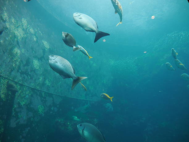 istock Fish in shimoda aquarium 2217327752
