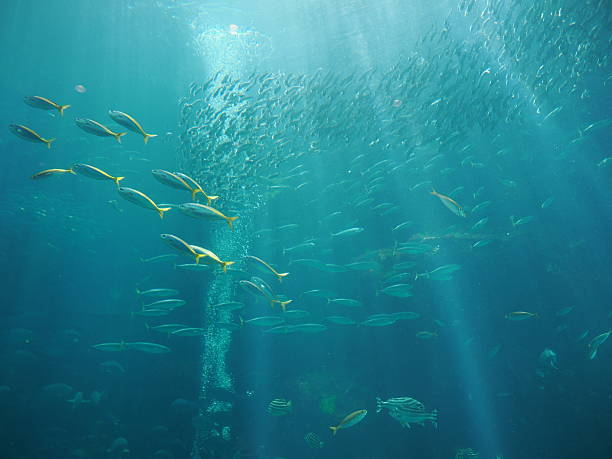 istock Fish in shimoda 2217327795