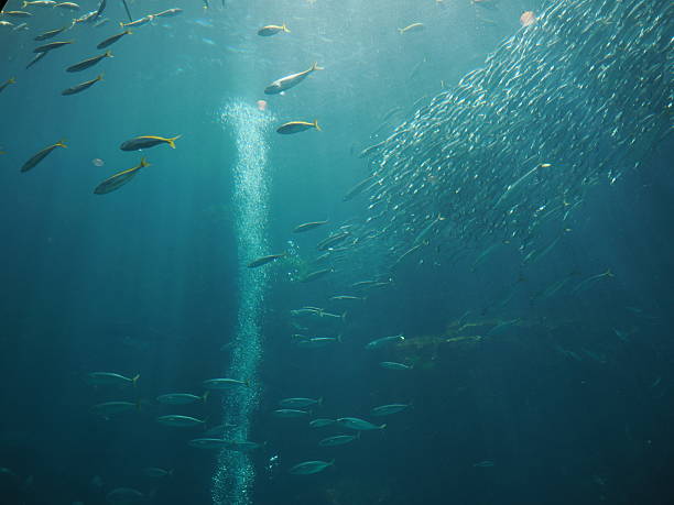 istock Fish in shimoda 2217327831