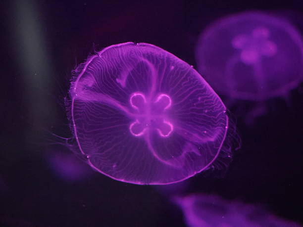 istock Jellyfish in aquarium 2217328307