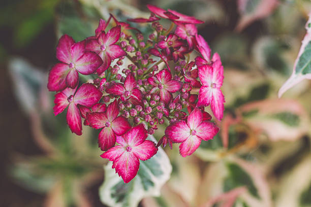Flowes in the garden