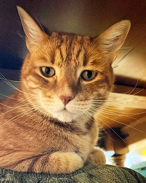 istock Jack my Beautiful red cat 2217328653