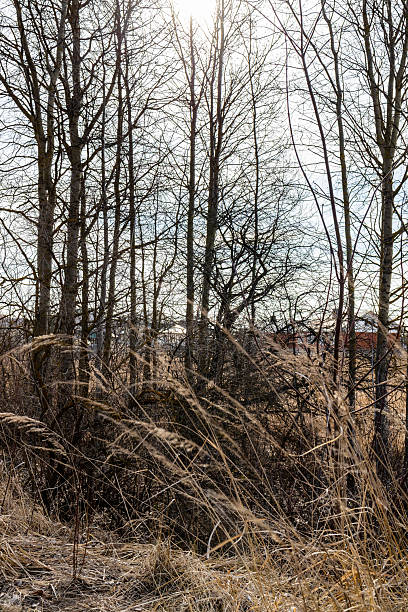 istock bare trees in field near village on March day 2217329005
