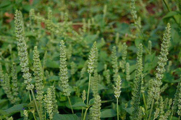 A vibrant, full-frame shot of numerous green plants displaying their unique spiky inflorescences, possibly Chia (Salvia hispanica) or a similar cultivated species from the mint family. The plants are in full bloom or developing seeds, showcasing the natural growth and agricultural landscape of Rwanda.