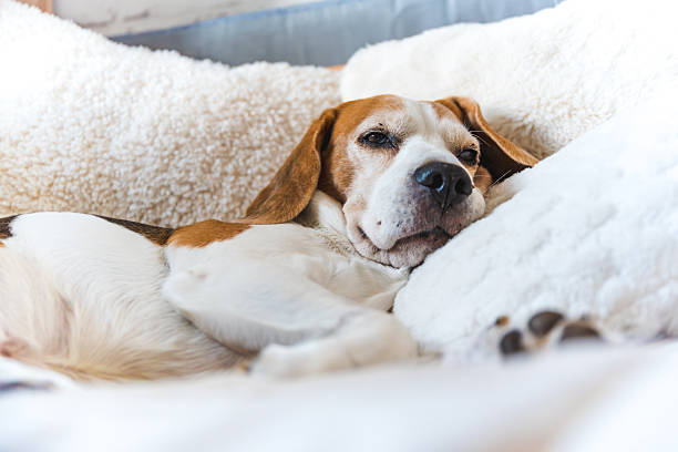 istock A Relaxed and Comfortable Beagle Dog Resting Peacefully on a Soft and Cozy Blanket at Home 2217330937