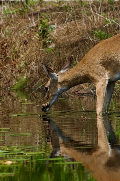 istock Young whitetail deer at lily pond 2217331478