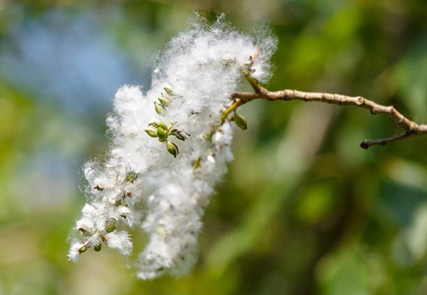 A branch with white flowers and seeds is shown. The branch is green and the flowers are small and white. The seeds are scattered throughout the branch, giving it a light and airy appearance