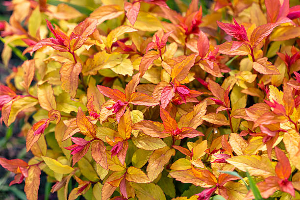 istock A bunch of orange flowers with red tips 2217333554