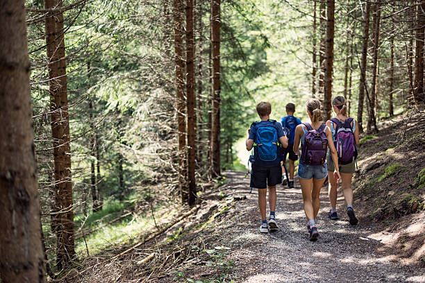 istock Four hikers walking along a sunlit forest trail surrounded by towering trees 2217336167