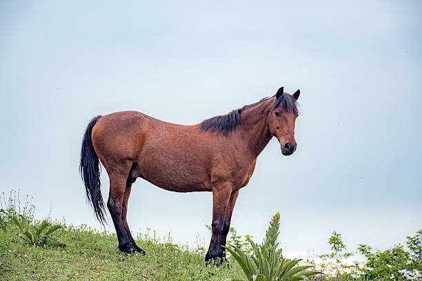 istock beautiful horses in mountains 2217337117