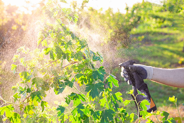 istock Spraying a currant bush against insects, pests and diseases using a sprayer. Pest control of garden plants 2217337257