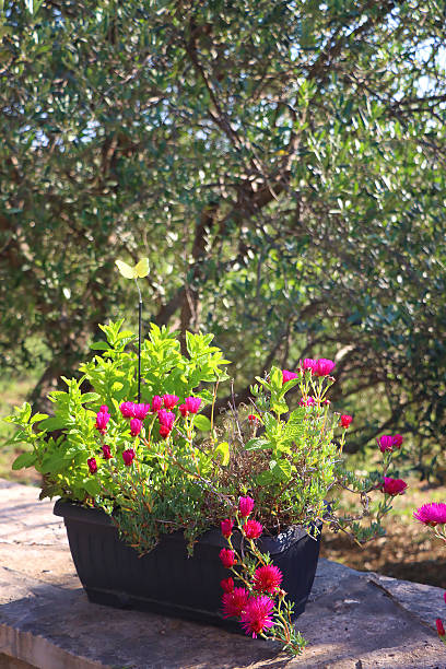 istock Flower Pot in the Garden 2217337823