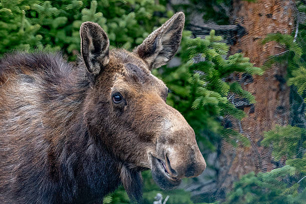 istock Moose cow up close in lush springtime forest 2217338085