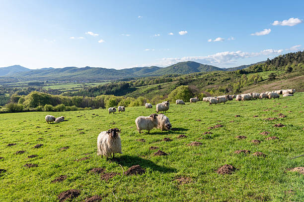 istock Latxa sheep grazing in the Navarrese Pyrenees 2217339164