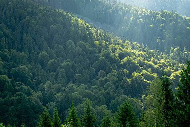 istock Dreamy morning sunlight on the green forest mountain hills. 2217341817