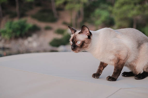 siamese cat in natural environment, outdoor explorer pet