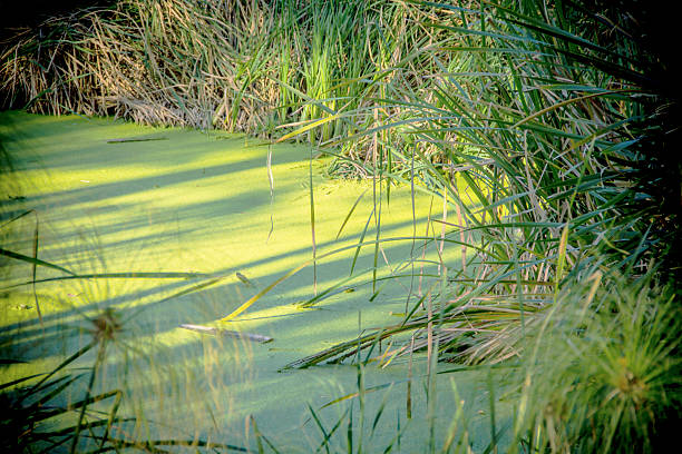 A serene natural pond surface is covered by a lush carpet of green algae or aquatic plants, creating a near-monochromatic green pattern. The surrounding wild grass frames the scene, while warm afternoon sunrays gently illuminate the textured water surface. This close-up landscape conveys tranquility and the beauty of untouched nature, perfect for environmental campaigns, nature editorials, or eco-friendly lifestyle content.