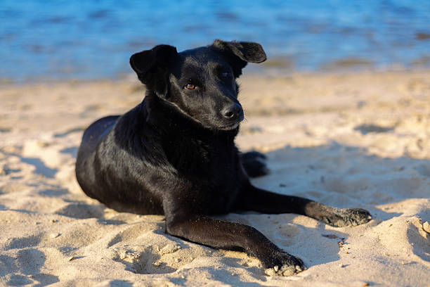 istock Black dog on the beach 2217347149