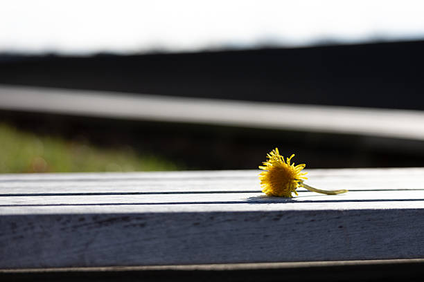 A single yellow dandelion flower lies on a weathered wooden bench slat, with the background softly blurred, evoking a sense of loneliness or simplicity.
