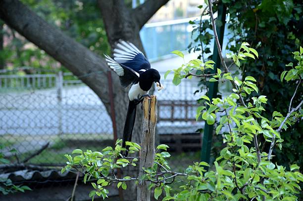 Black and white magpie standing alert on urban pavement in natural daylight setting.
