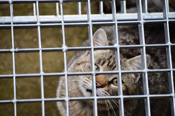 istock the gray cat went into hiding 2217349154
