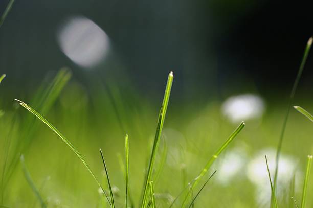 a blade of grass in the meadow