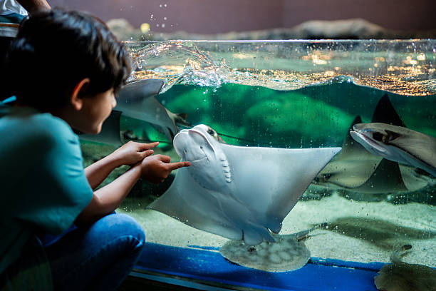 istock Child boy looking stingray on aquarium 2217349464